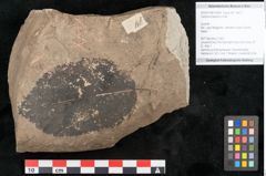 Foto (Objekt + Etikett) von Carpinus betulus Linne (NHMW-GEO-2024-0188-15004)